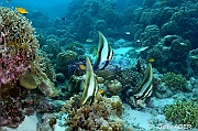 Platax pinnatus-Wakatobi Wangi Island-20m-20180601-Denis-ADER-DSC_2876_tn